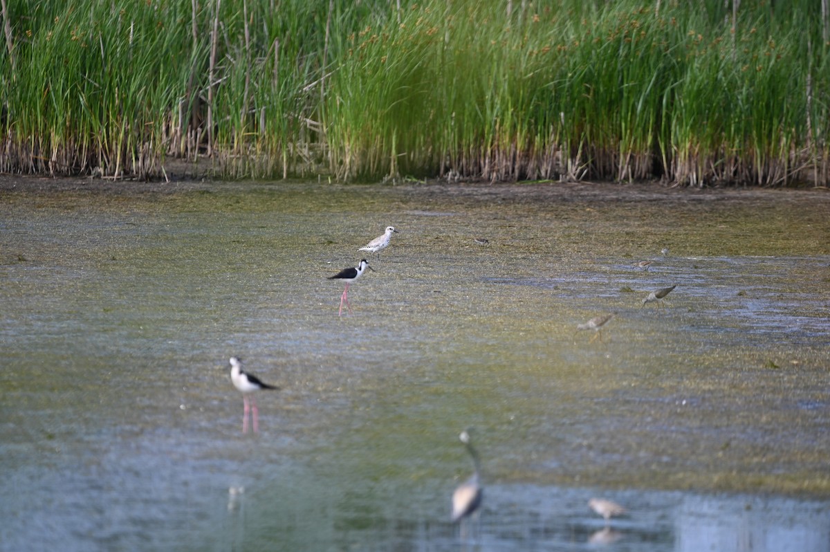 American Golden-Plover - ML634715975