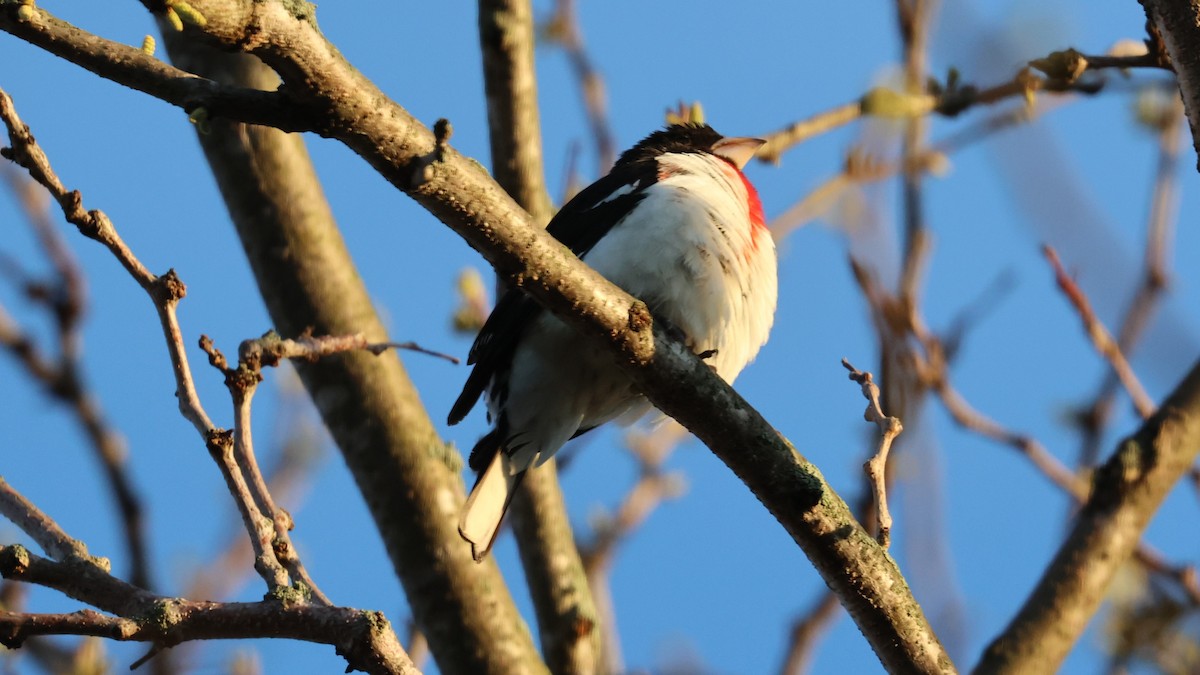 ムネアカイカル - ML634715978