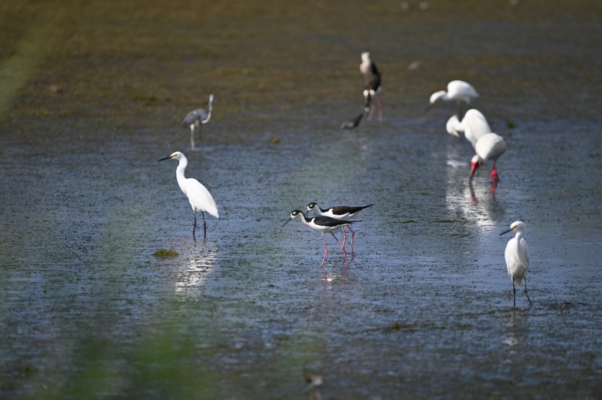 Black-necked Stilt - ML634715979