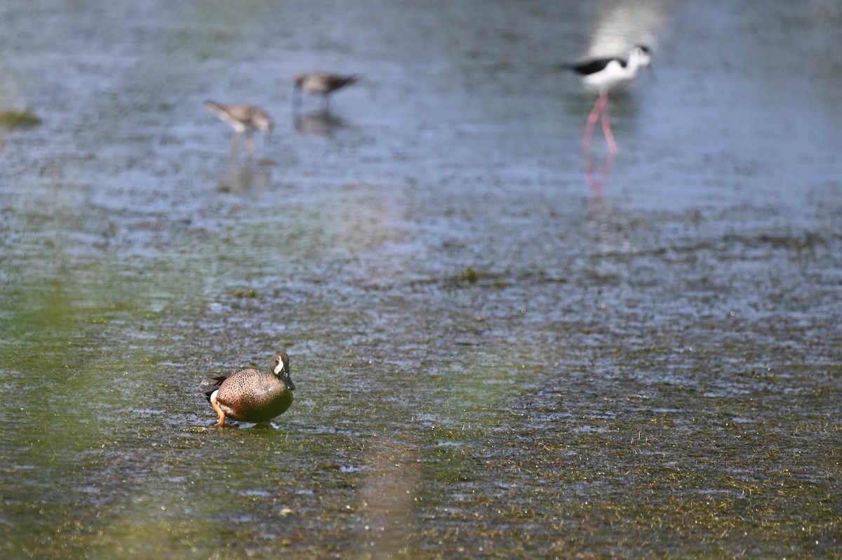 Blue-winged Teal - ML634715984
