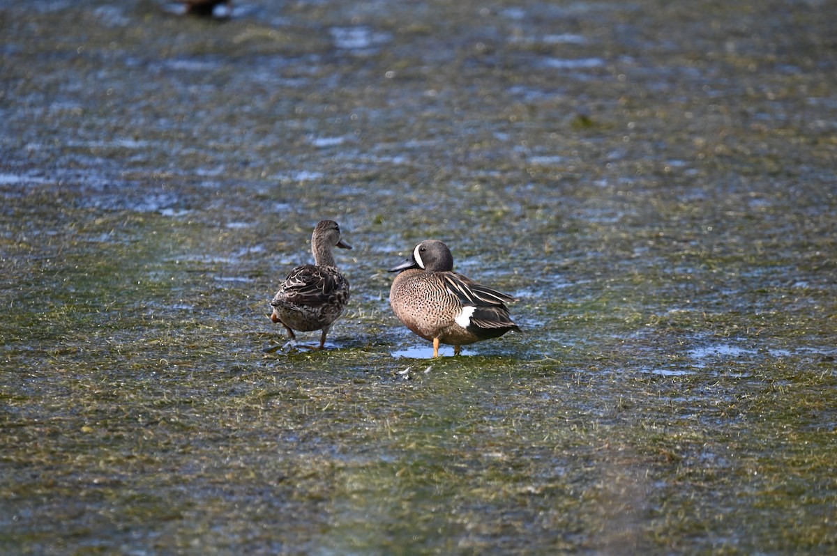 Blue-winged Teal - ML634715985