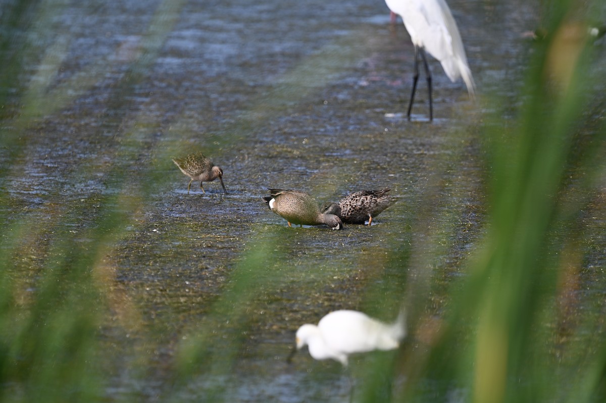 Blue-winged Teal - ML634715986