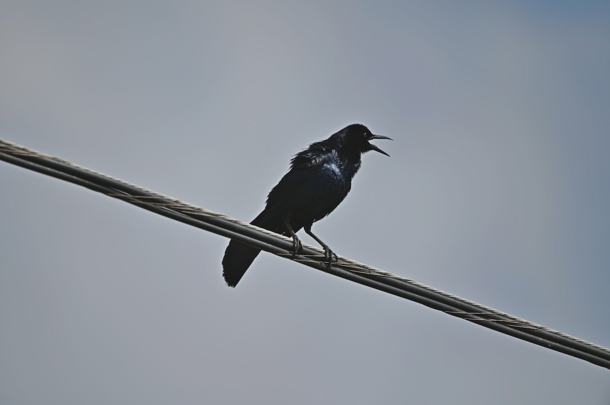 Boat-tailed Grackle - ML634715989