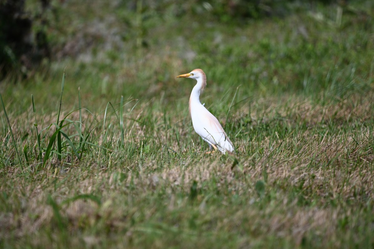 Western Cattle-Egret - ML634716000