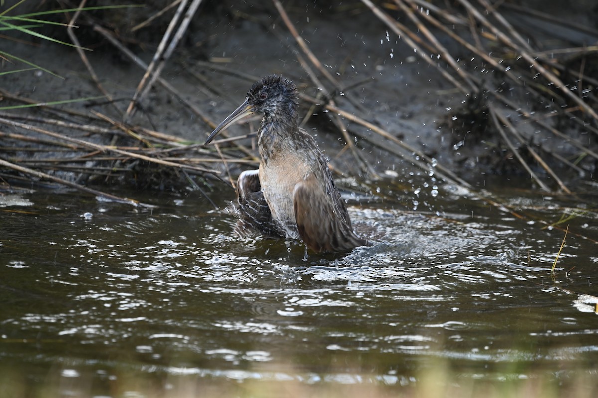 Clapper Rail - ML634716005