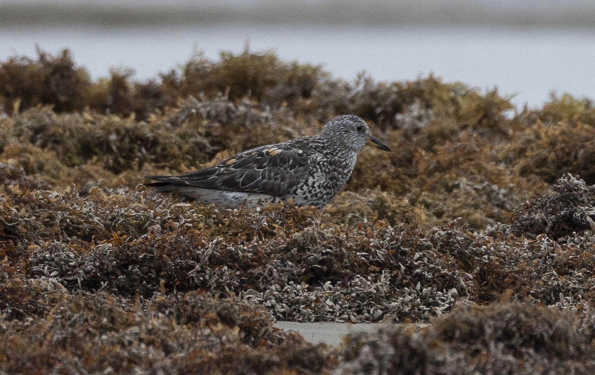 Surfbird - ML634716011