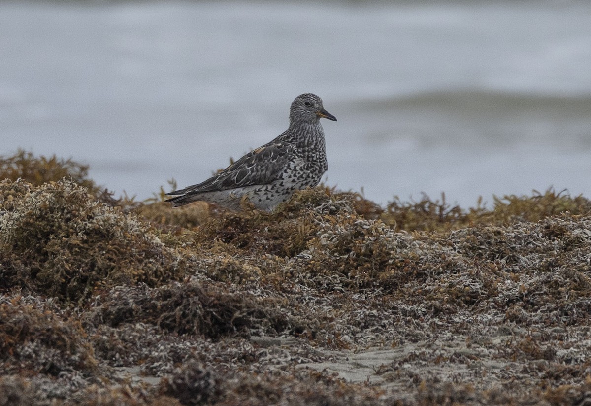 Surfbird - ML634716012