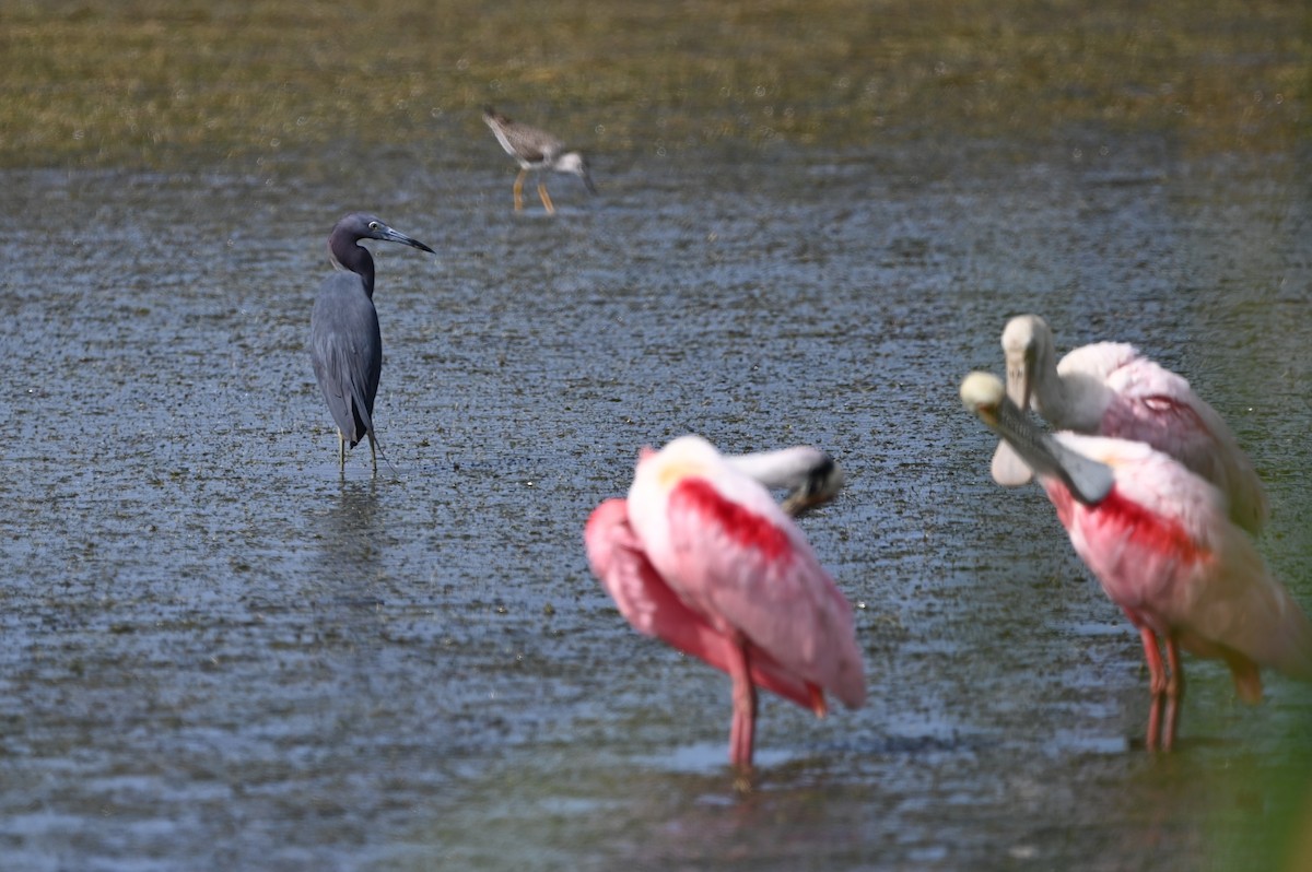 Little Blue Heron - ML634716014