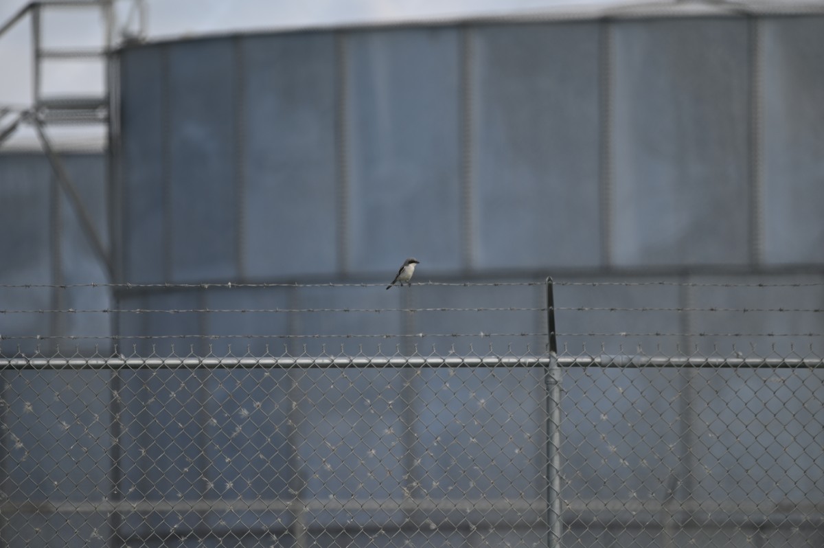 Loggerhead Shrike - ML634716016