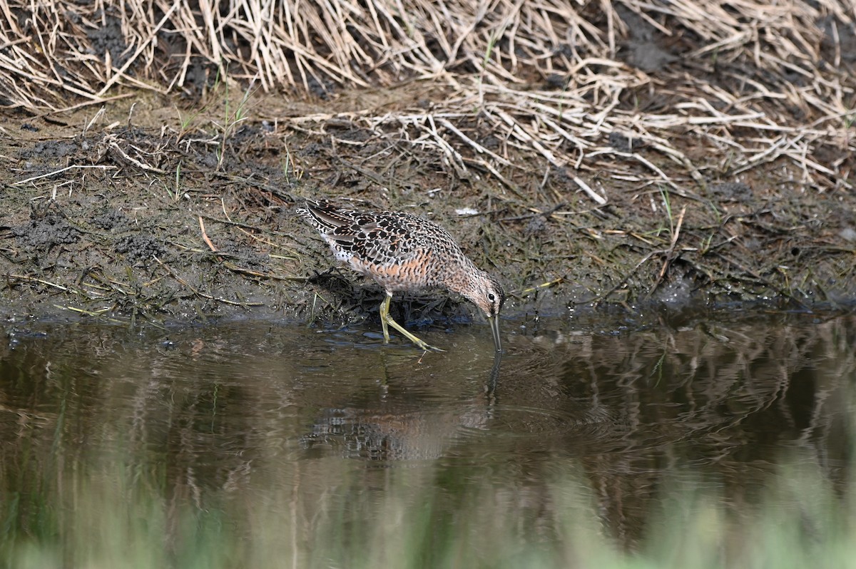Long-billed Dowitcher - ML634716017