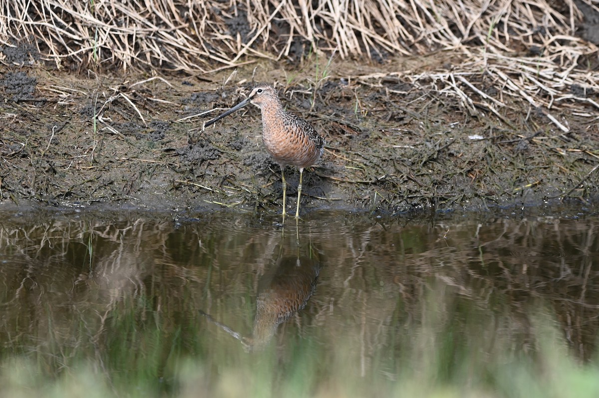 Long-billed Dowitcher - ML634716018