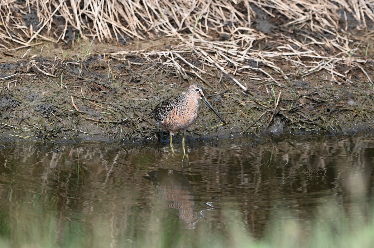 Long-billed Dowitcher - ML634716019