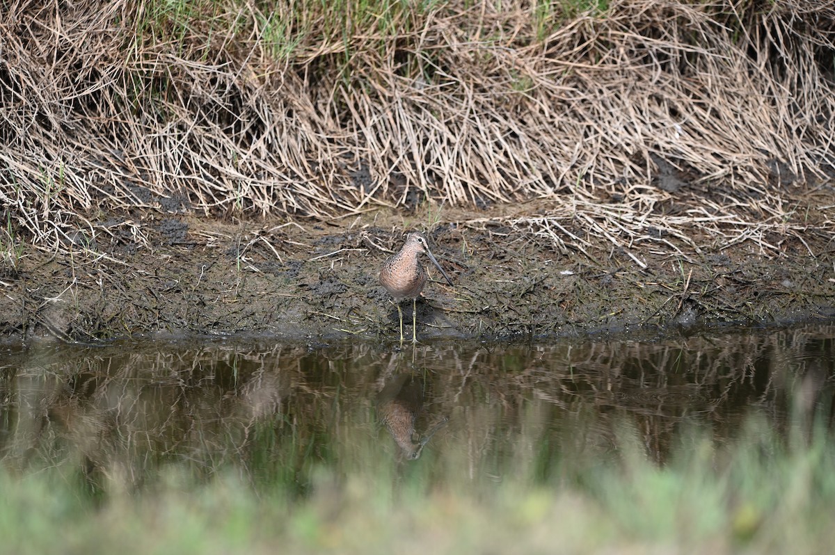 Long-billed Dowitcher - ML634716020