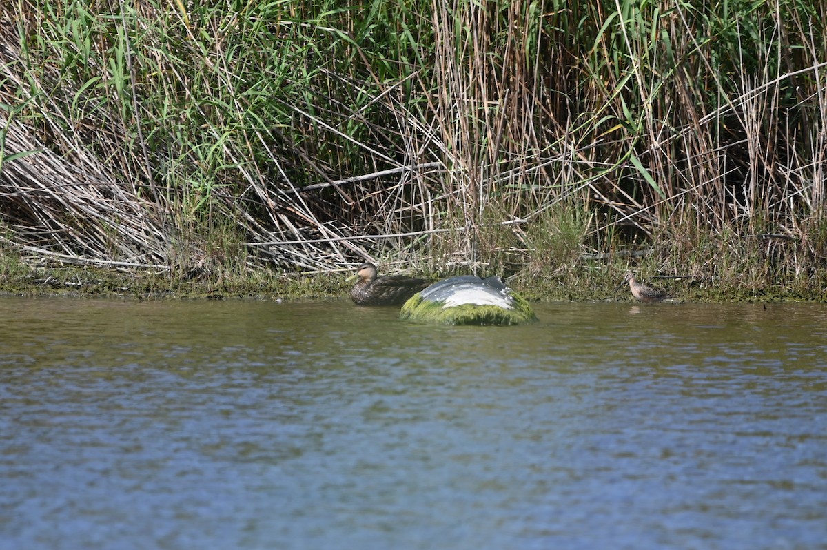 Mottled Duck - ML634716023