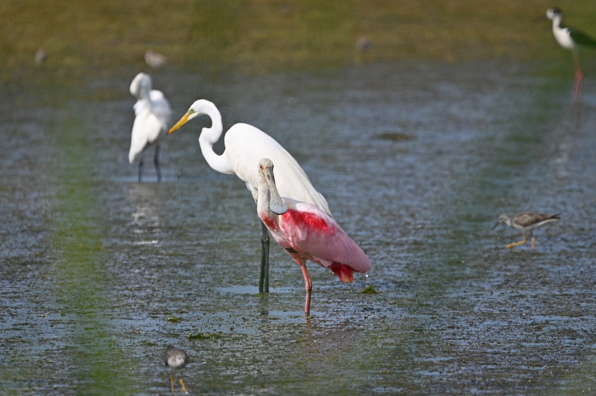 Roseate Spoonbill - ML634716029