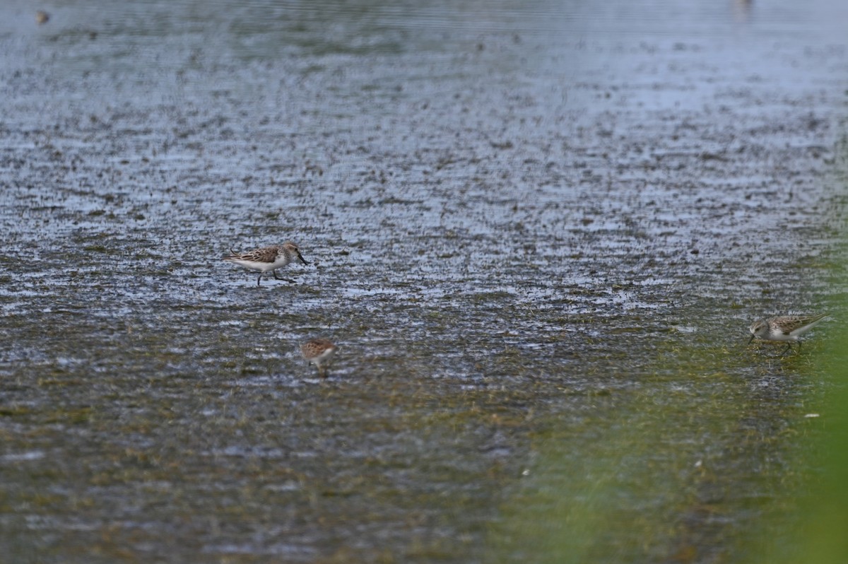 Semipalmated Sandpiper - ML634716030