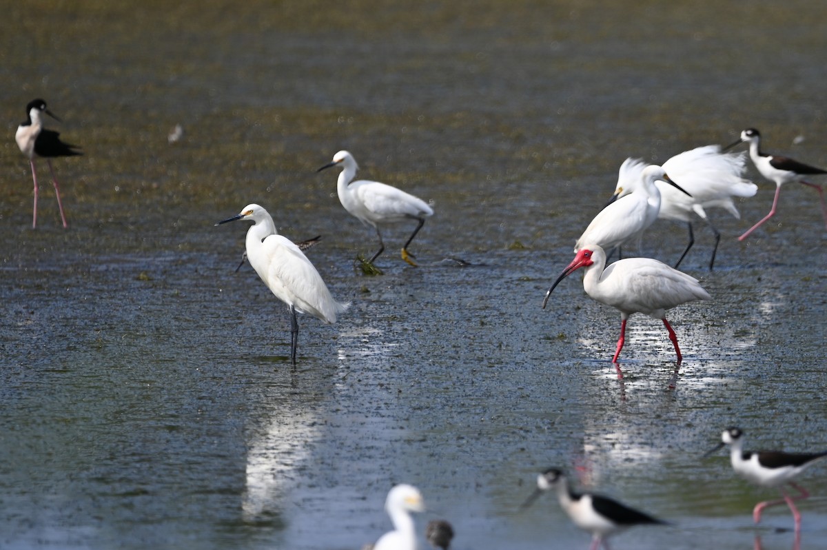 Snowy Egret - ML634716032