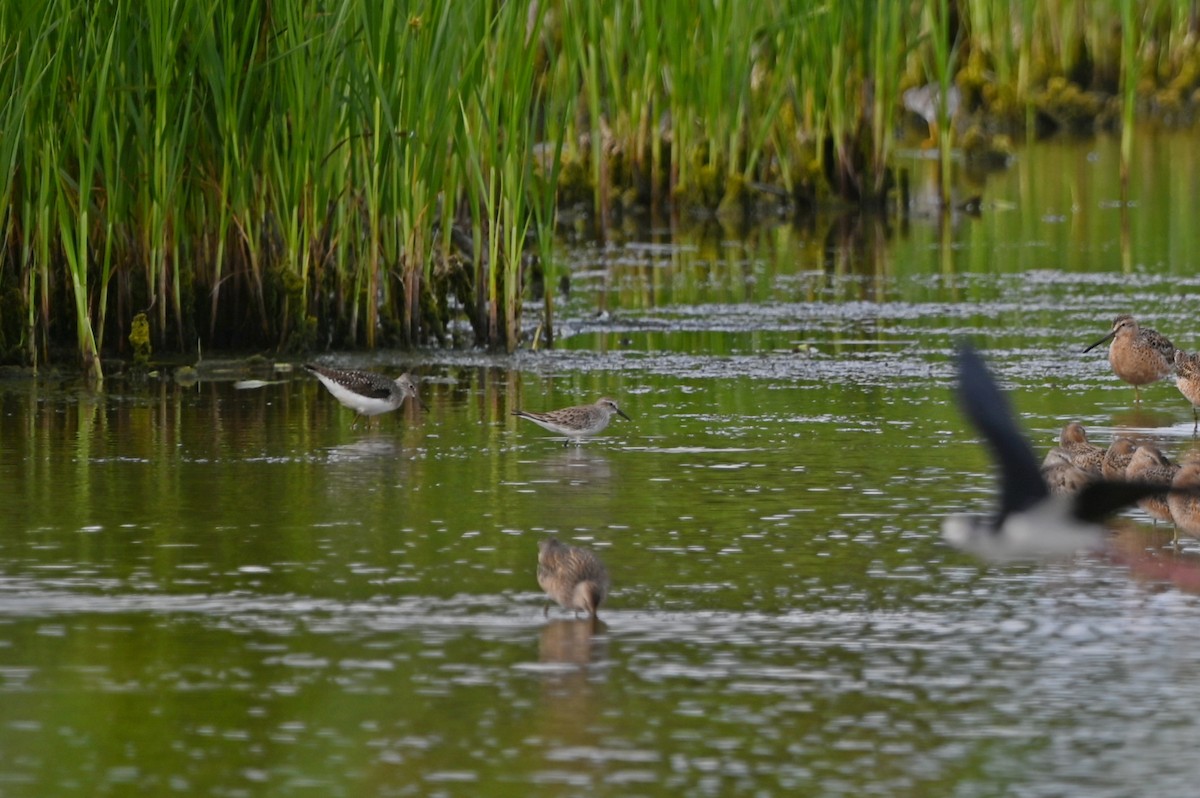 Solitary Sandpiper - ML634716033