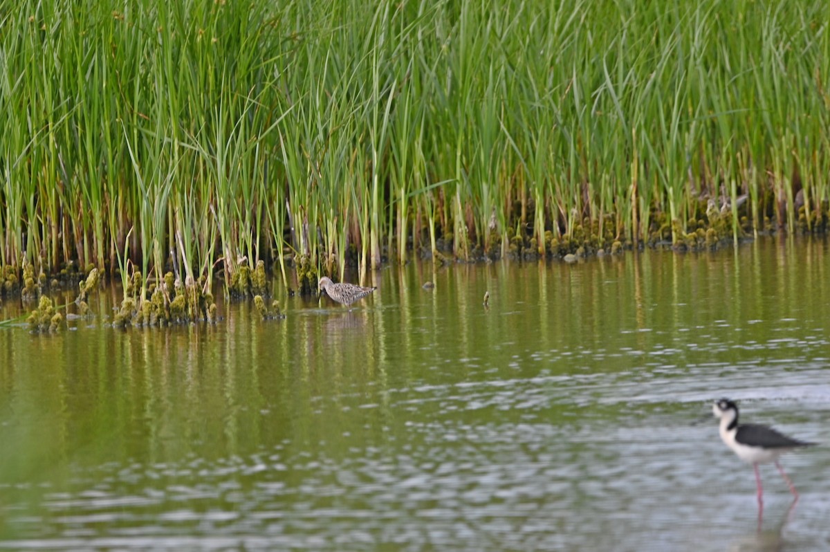 Stilt Sandpiper - ML634716034