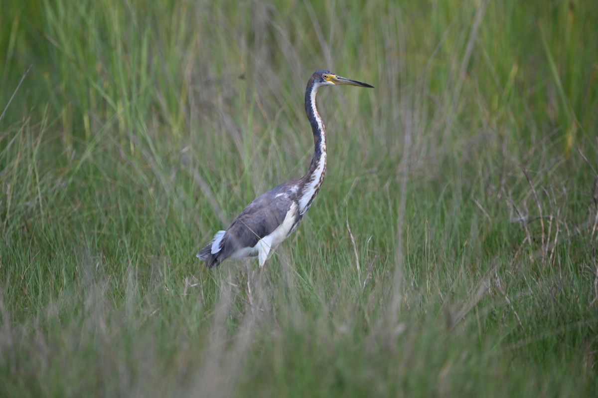 Tricolored Heron - ML634716035