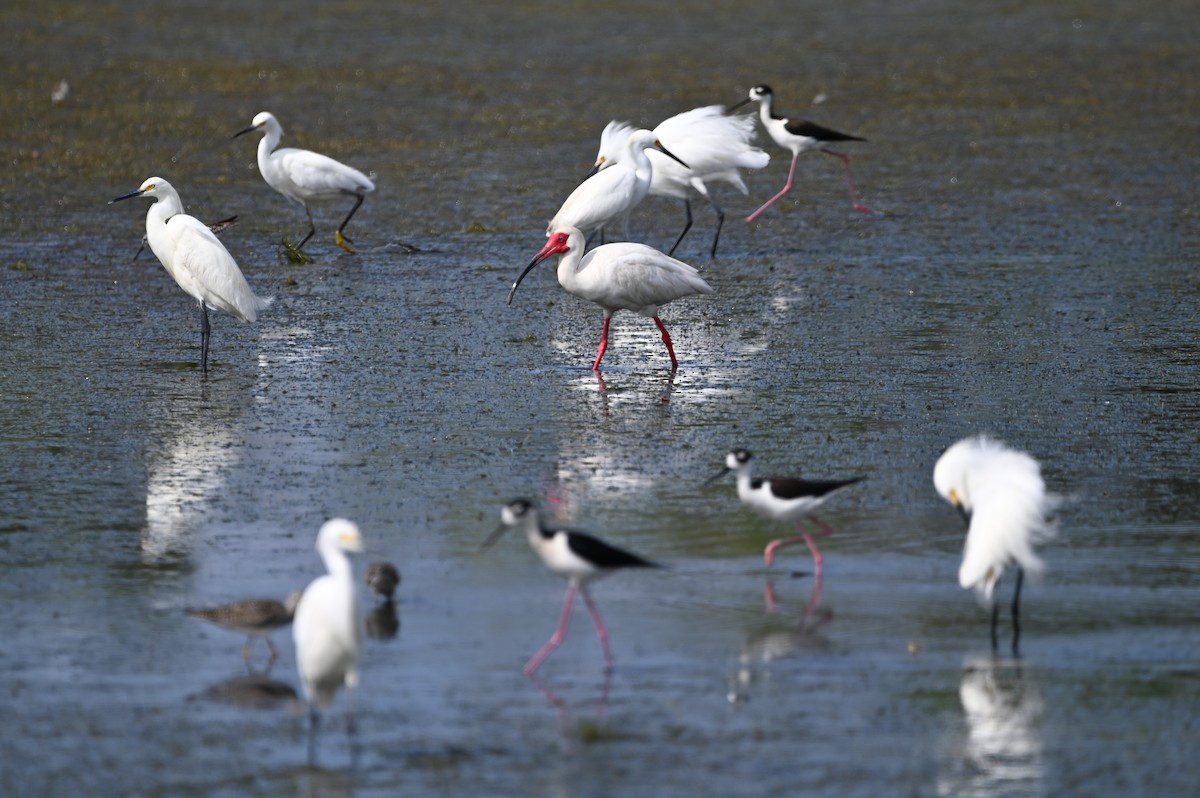 White Ibis - ML634716037
