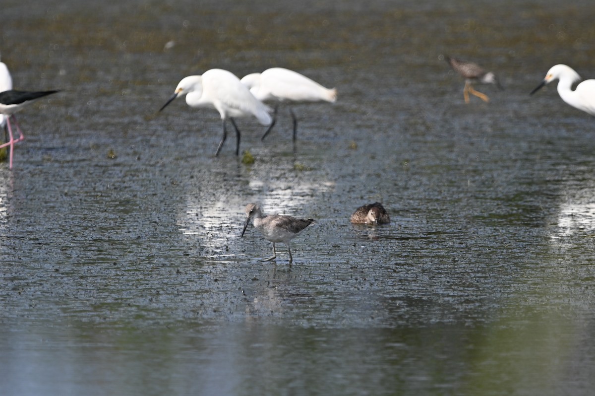 Willet - ML634716038