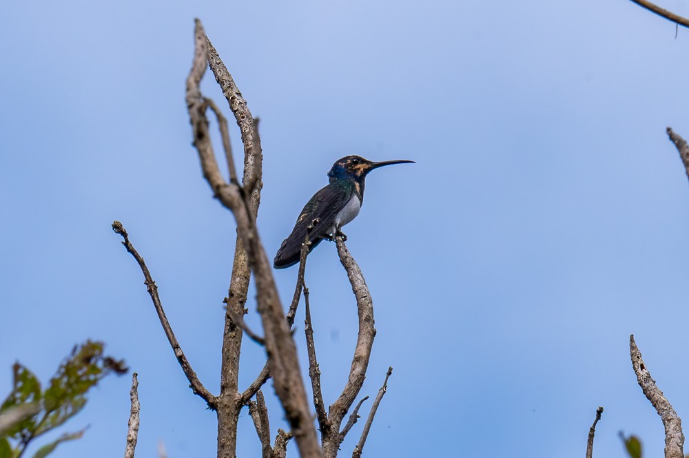 White-necked Jacobin - ML634716157