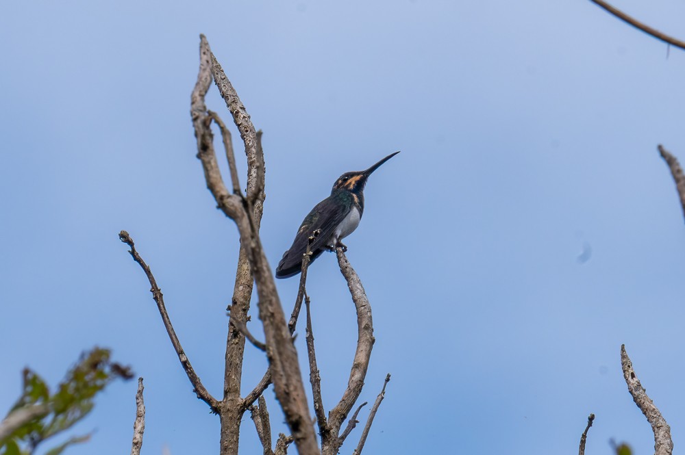 White-necked Jacobin - ML634716158