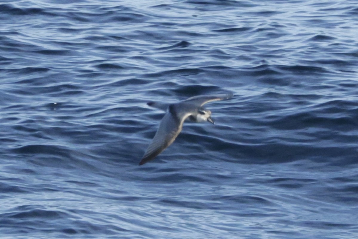 Antarctic Prion - ML634716180