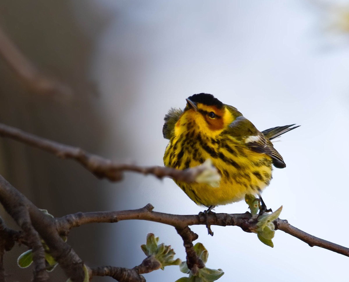 Cape May Warbler - ML634716544