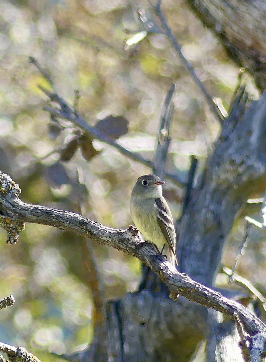 Hammond's Flycatcher - ML634716712