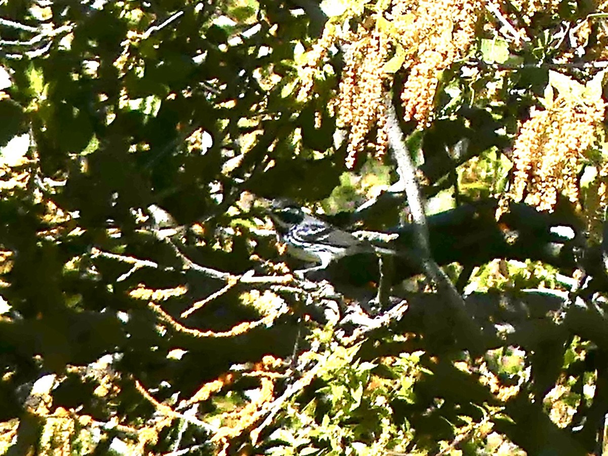 Black-throated Gray Warbler - ML634716778