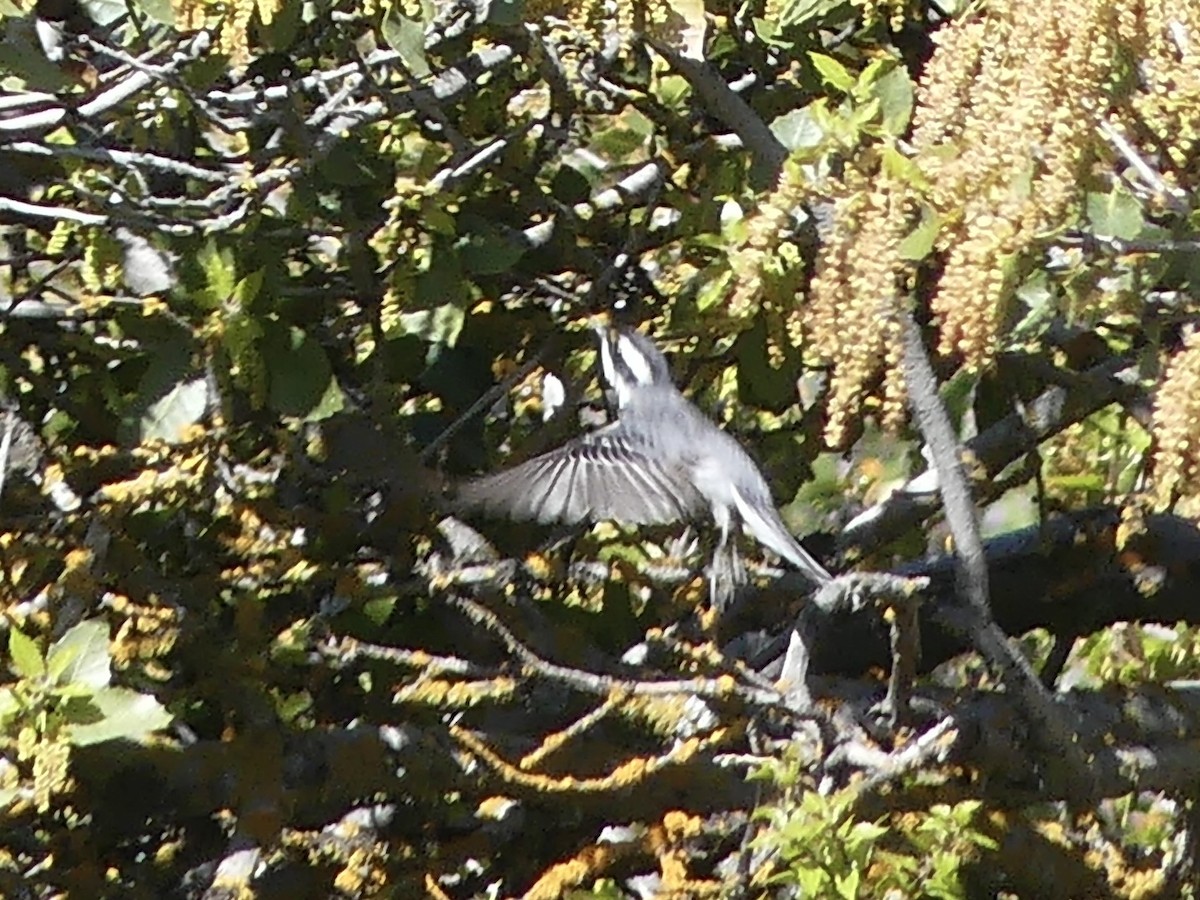Black-throated Gray Warbler - ML634716779