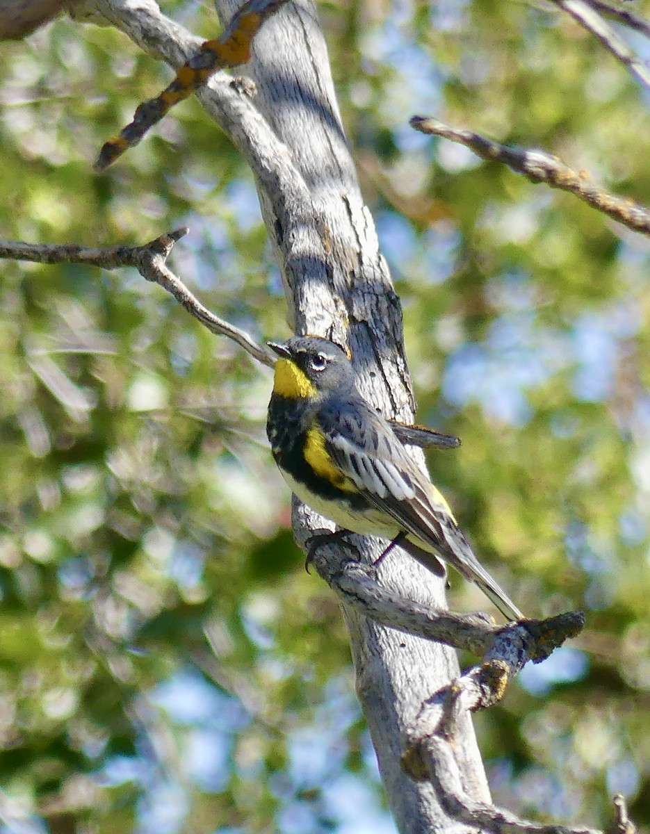 lesňáček žlutoskvrnný - ML634716786