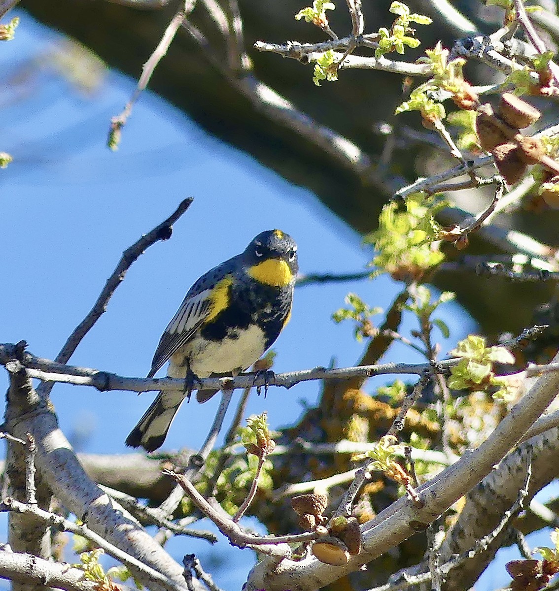 lesňáček žlutoskvrnný - ML634716787