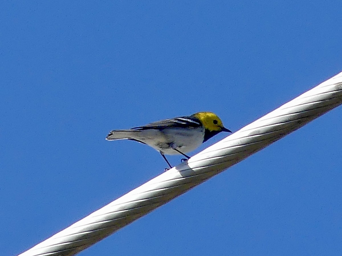 Hermit Warbler - ML634716789