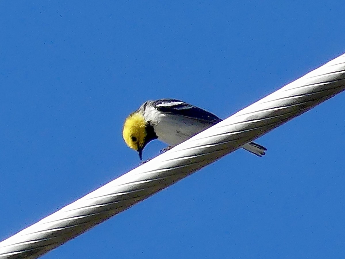 Hermit Warbler - ML634716790