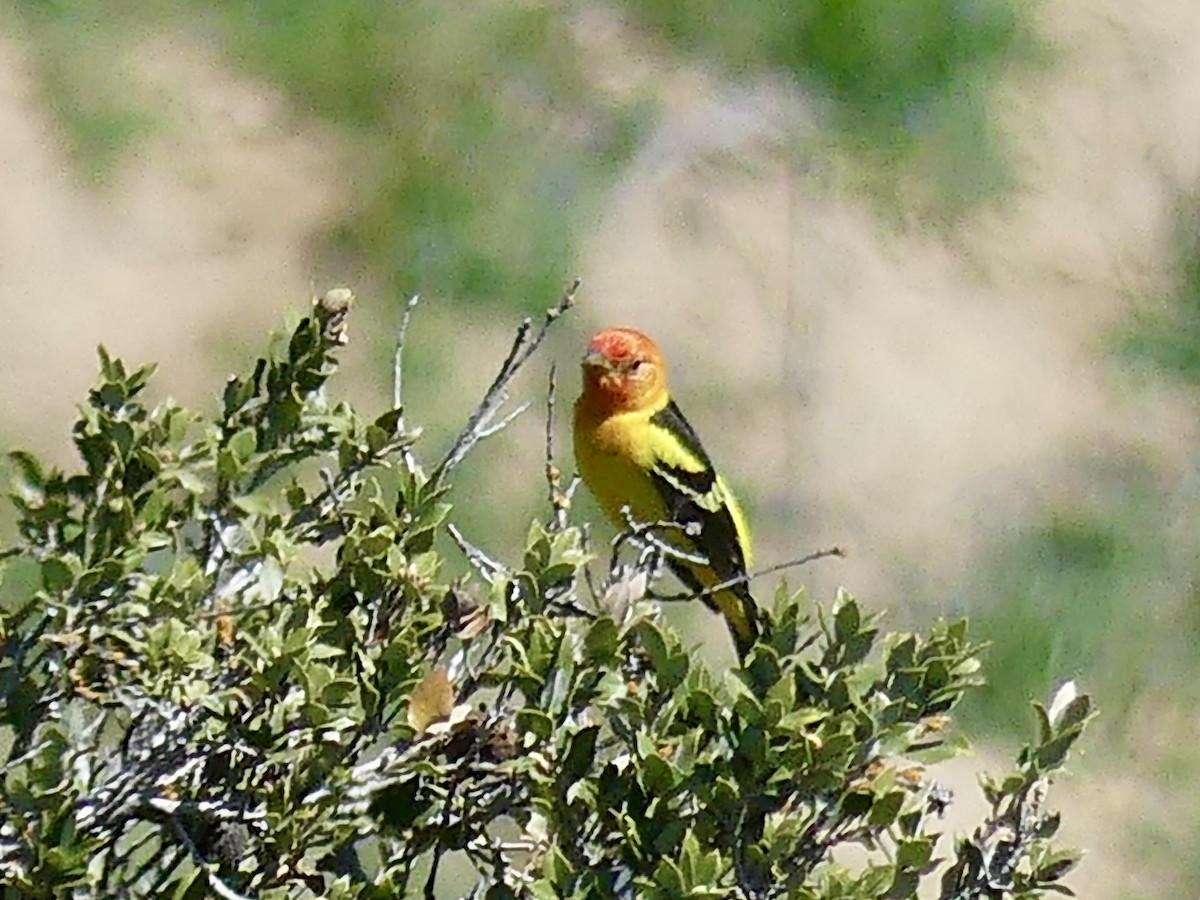 Western Tanager - ML634716799