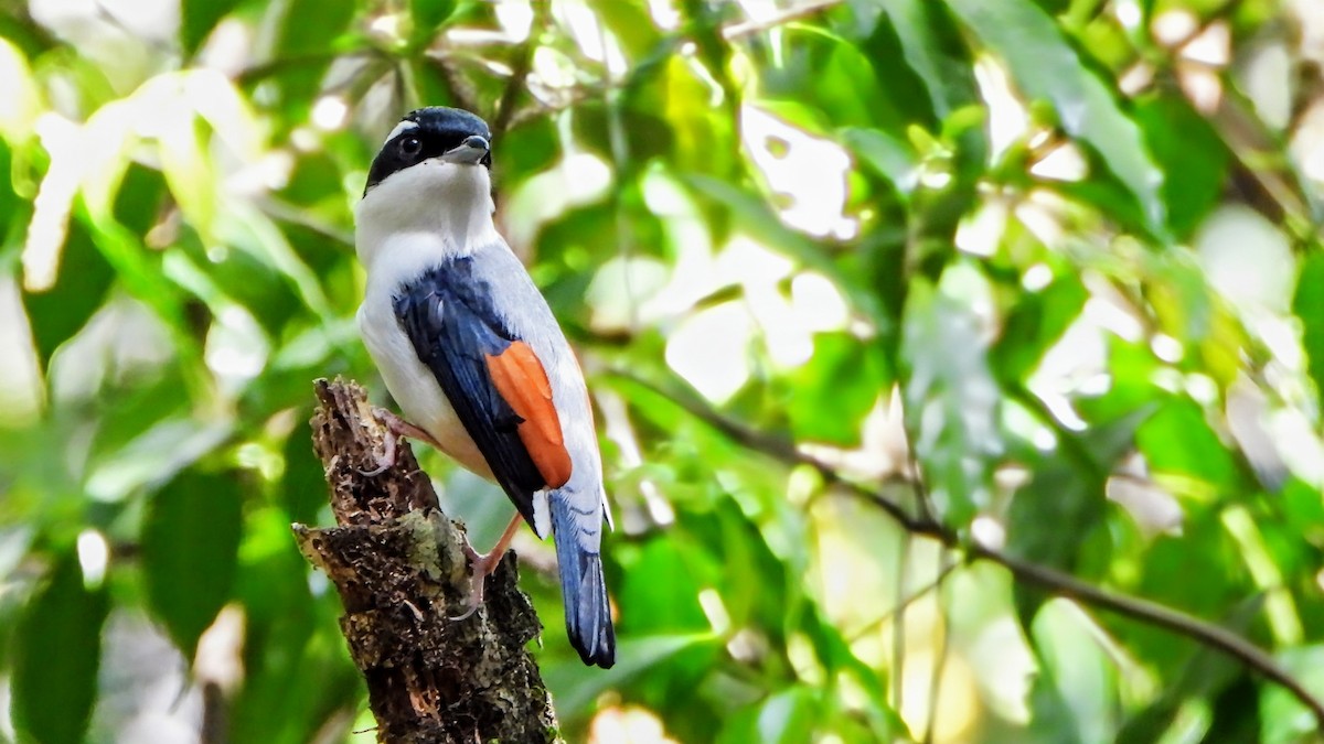 White-browed Shrike-Babbler (Himalayan) - ML634716801