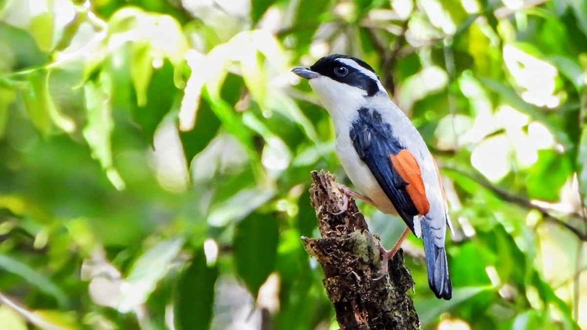 White-browed Shrike-Babbler (Himalayan) - ML634716802