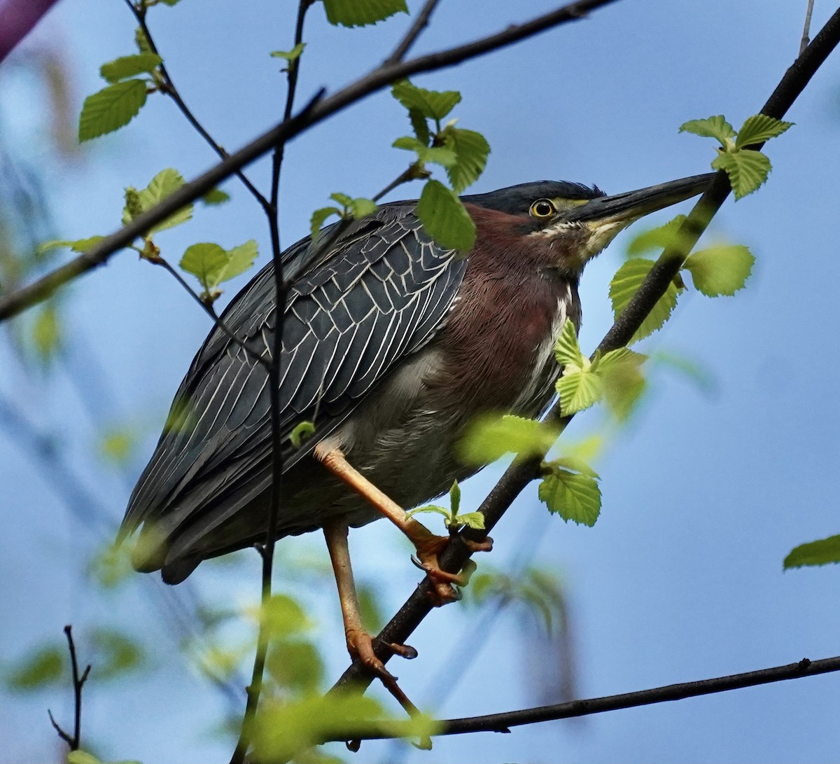 Green Heron - ML634716861