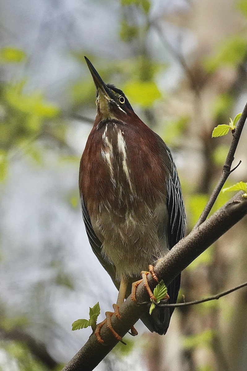 Green Heron - ML634716862