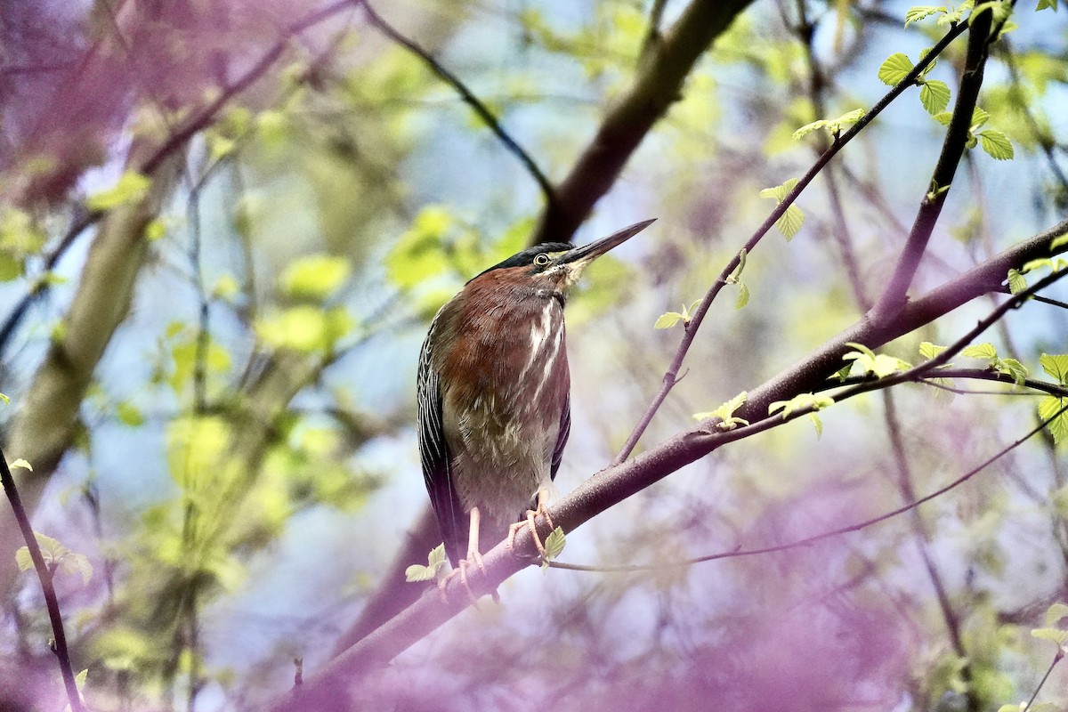 Green Heron - ML634716863