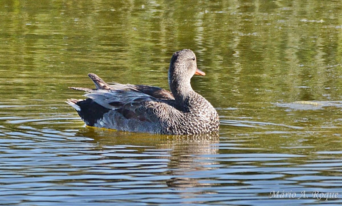 Canard colvert - ML634716891
