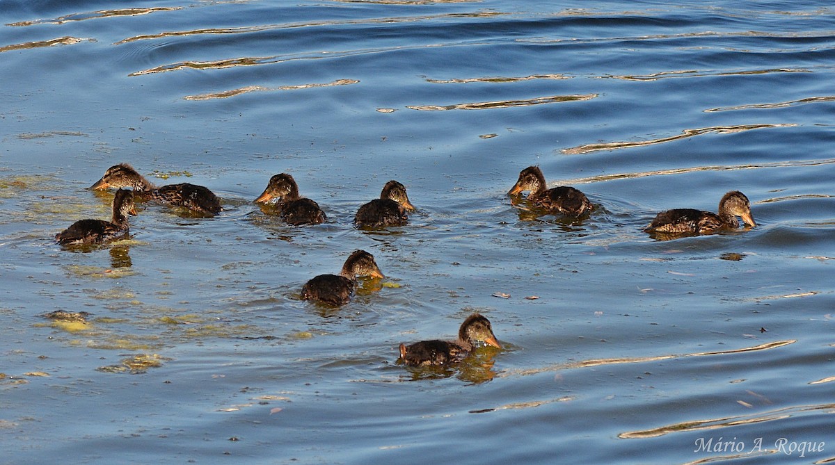 Canard colvert - ML634716892
