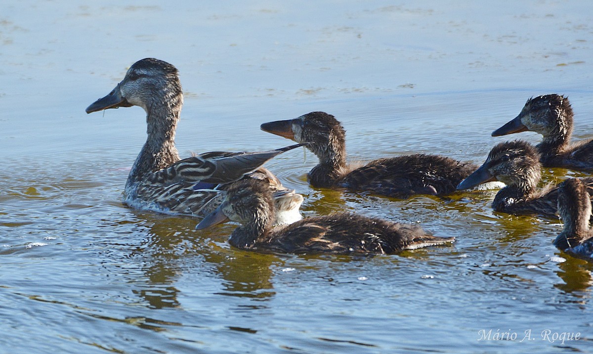Canard colvert - ML634716893