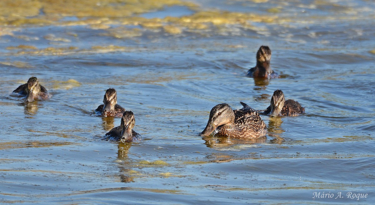 Canard colvert - ML634716894