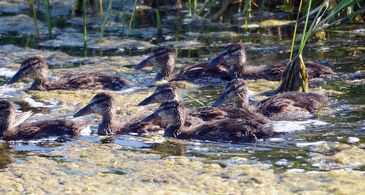 Canard colvert - ML634716895