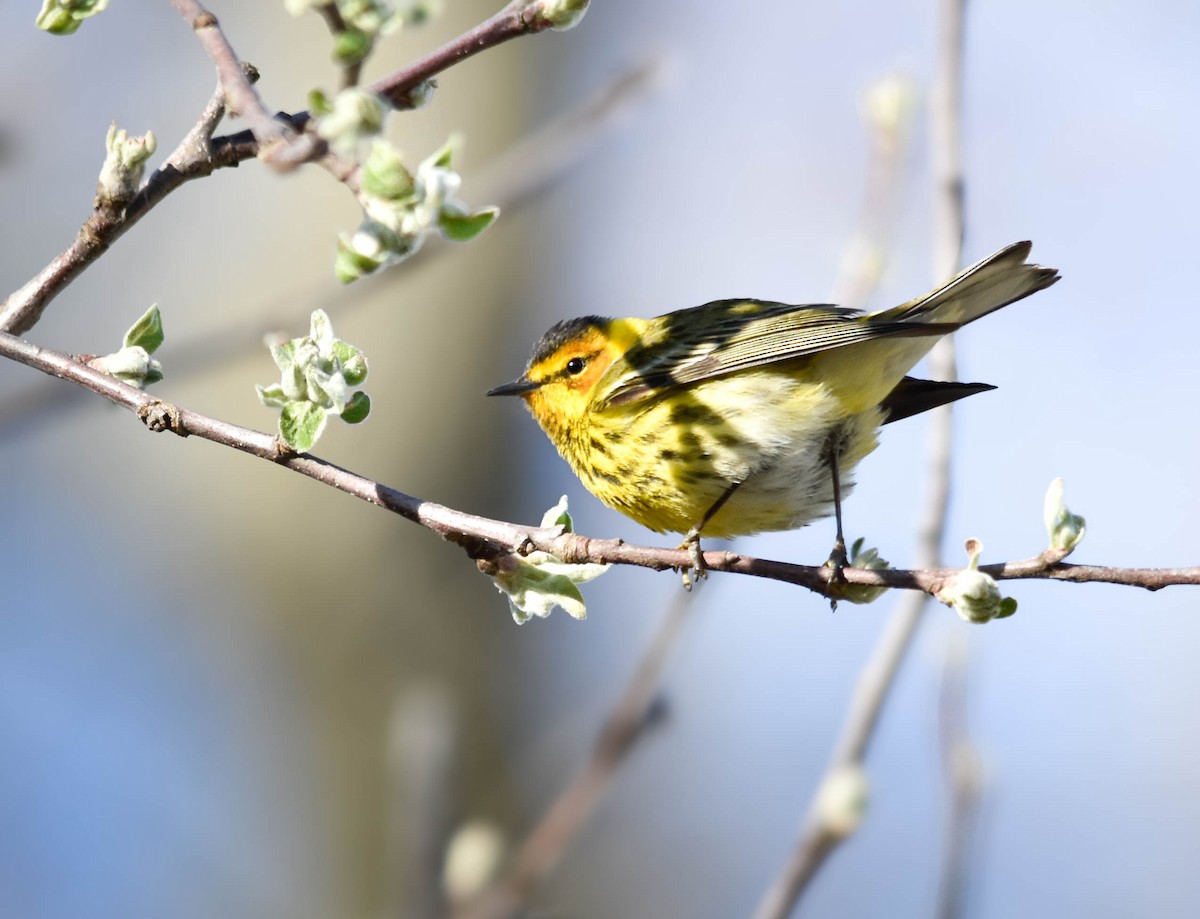 Cape May Warbler - ML634716902
