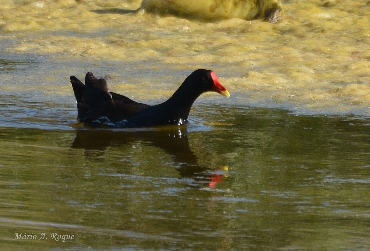 Gallinule poule-d'eau - ML634716927